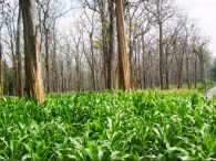 Agroforestri