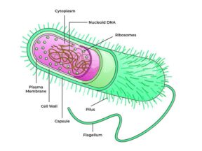 Archaebacteria: Ciri Khas, Habitat Ekstrem, dan Peran Ekologisnya