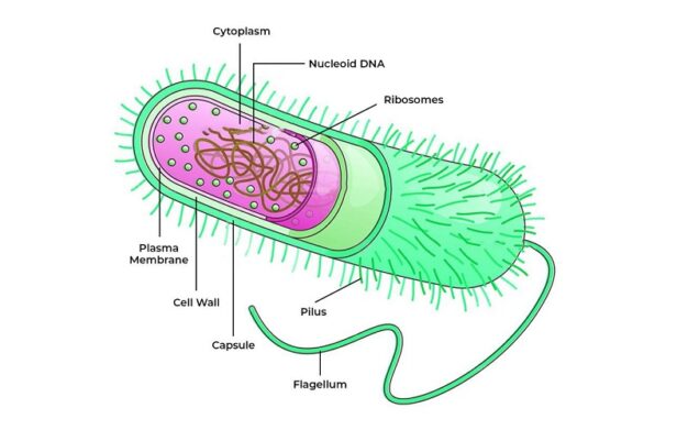 Archaebacteria: Ciri Khas, Habitat Ekstrem, dan Peran Ekologisnya